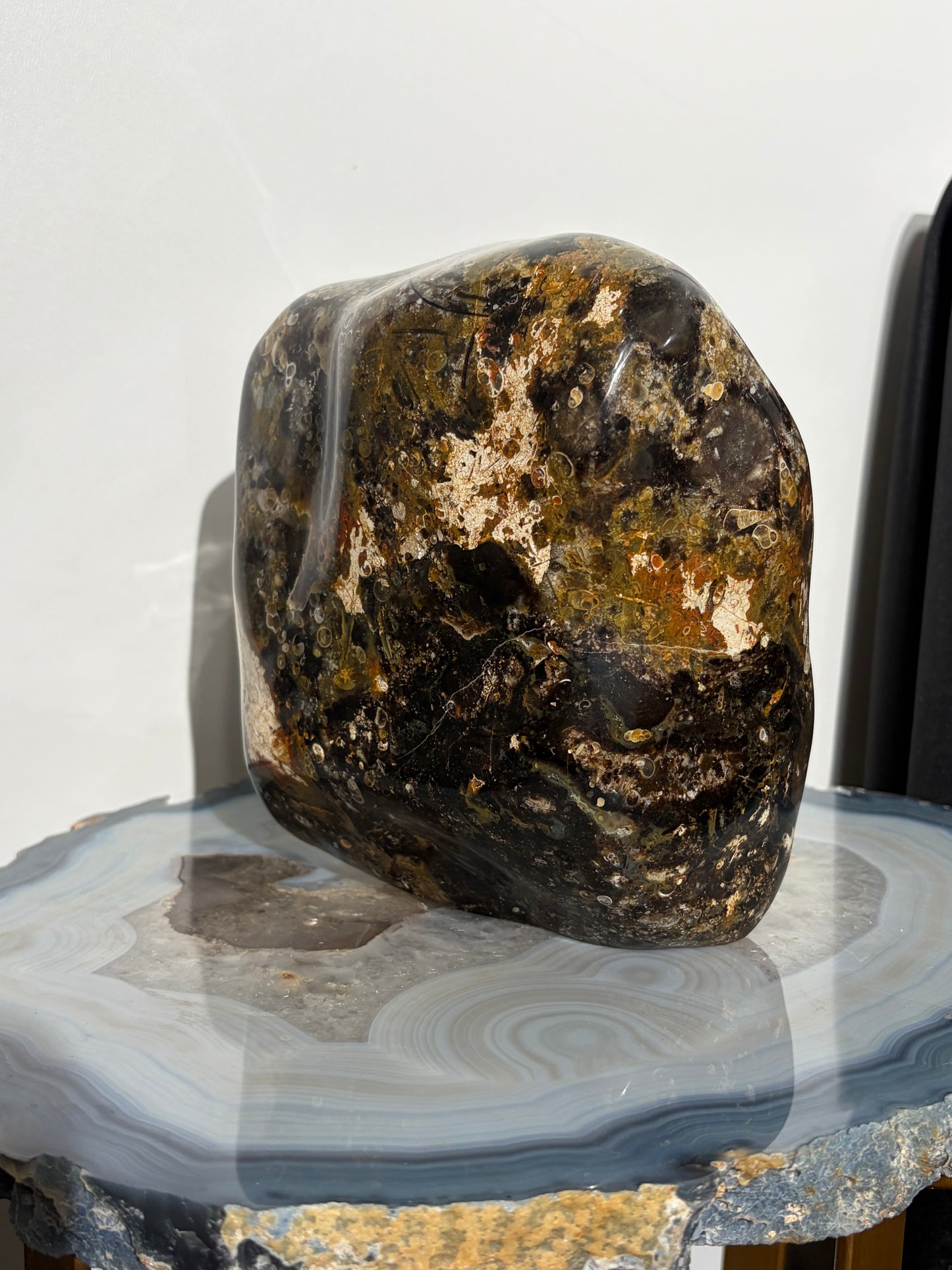 "Octavius" Polished Crinoid Fossil Freeform