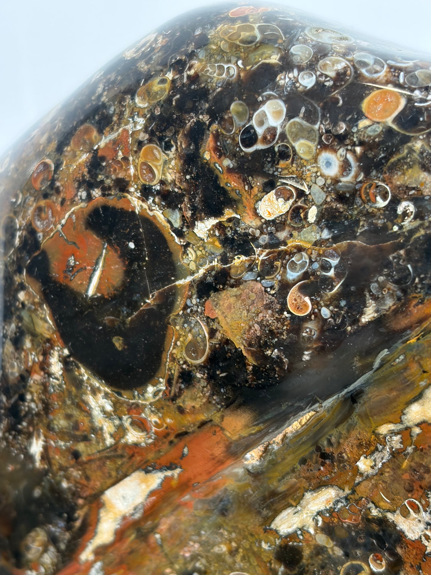 "Octavius" Polished Crinoid Fossil Freeform