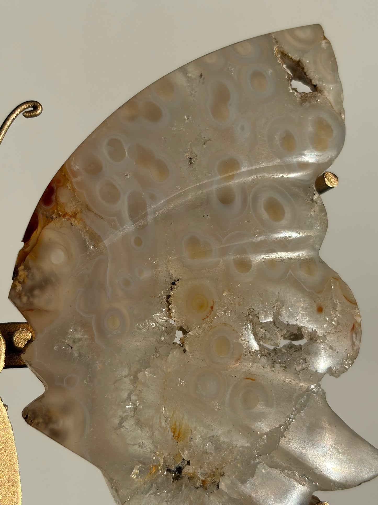 Jelly Orbicular Nebula Agate with Natural Carnelian Butterfly Wings on Stand (Repaired)